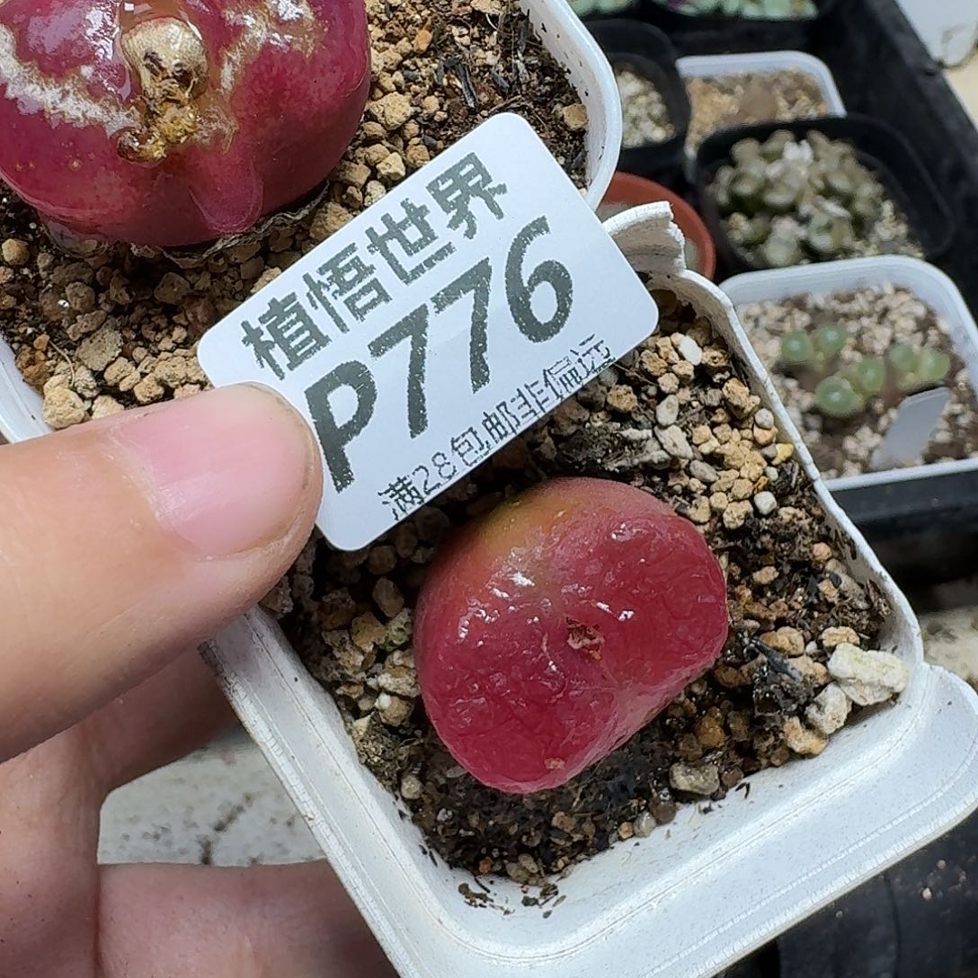 多肉杂的润泽感的润泽ghj