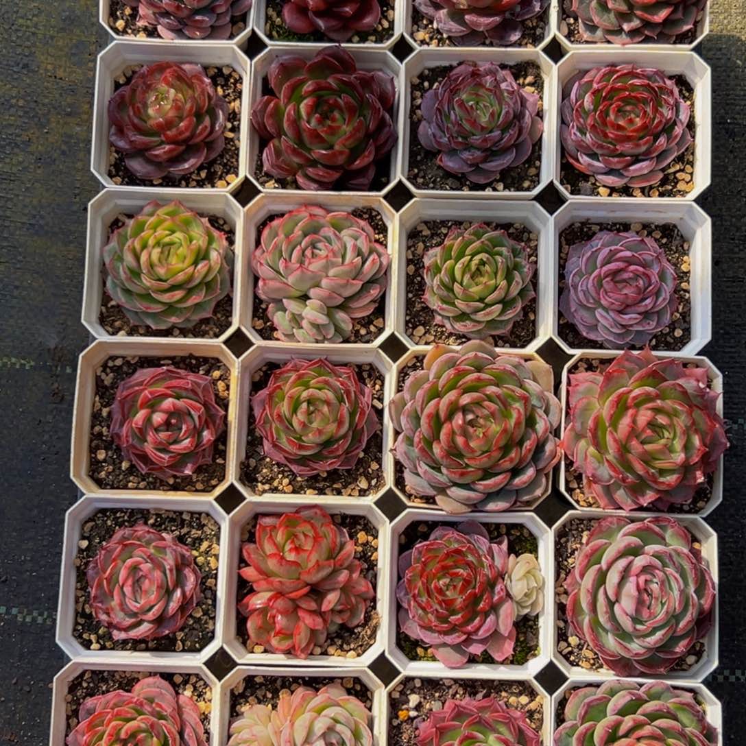 @***然580多肉葡萄的味道真的