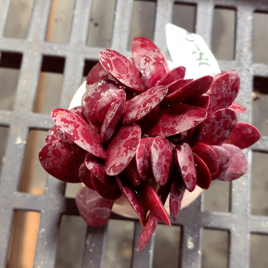 5厘米盆精控多肉978