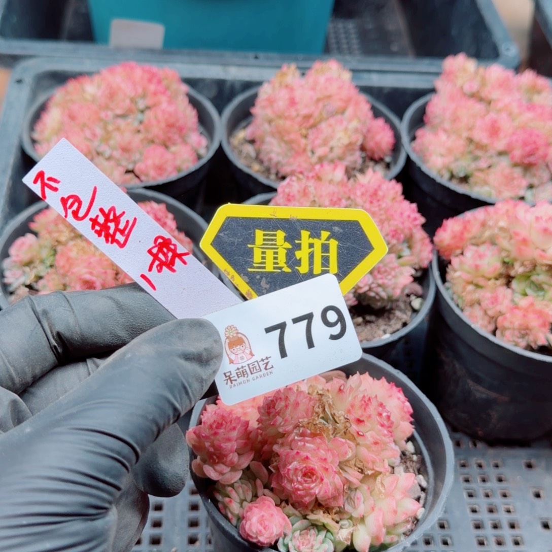 多肉植物多肉植物