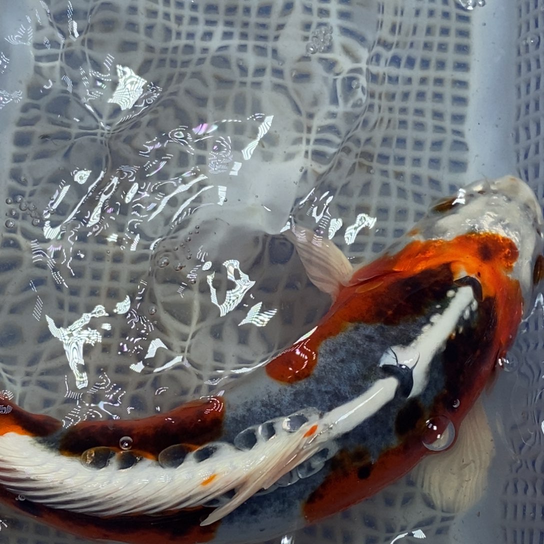 锦鲤冷水锦鲤包邮