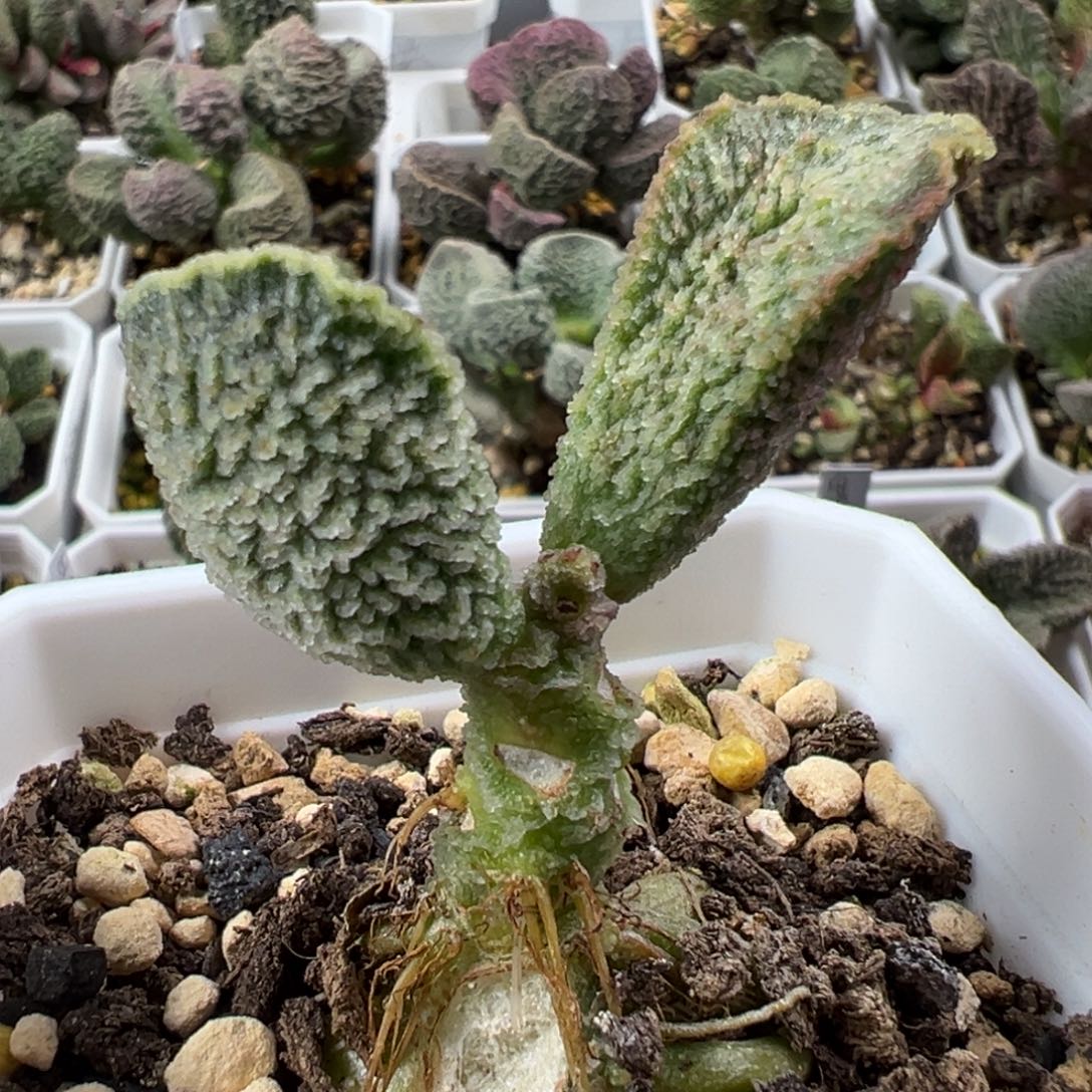 特价024-1609单头纯木质桩