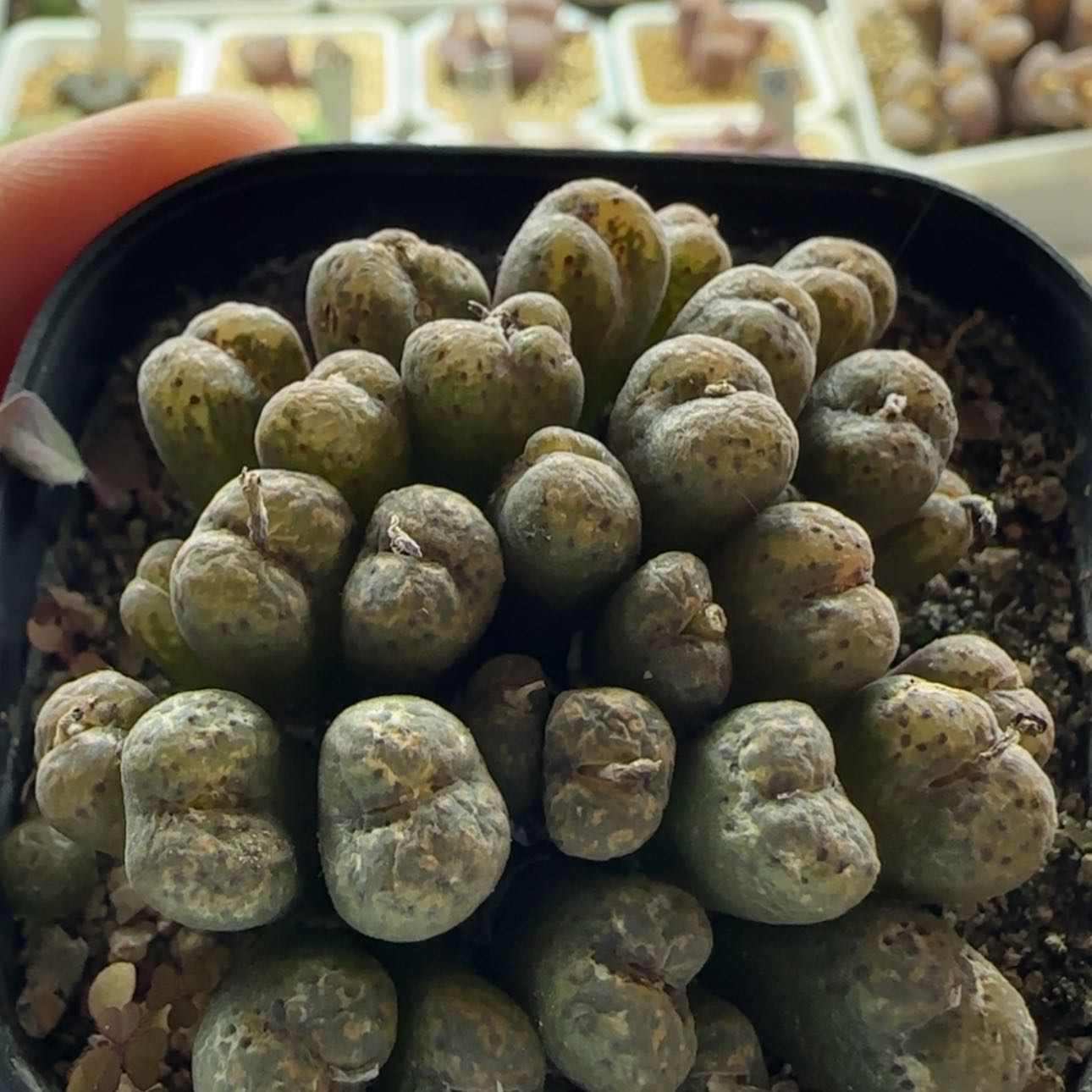 【闪购商品】0449火柴勋章     