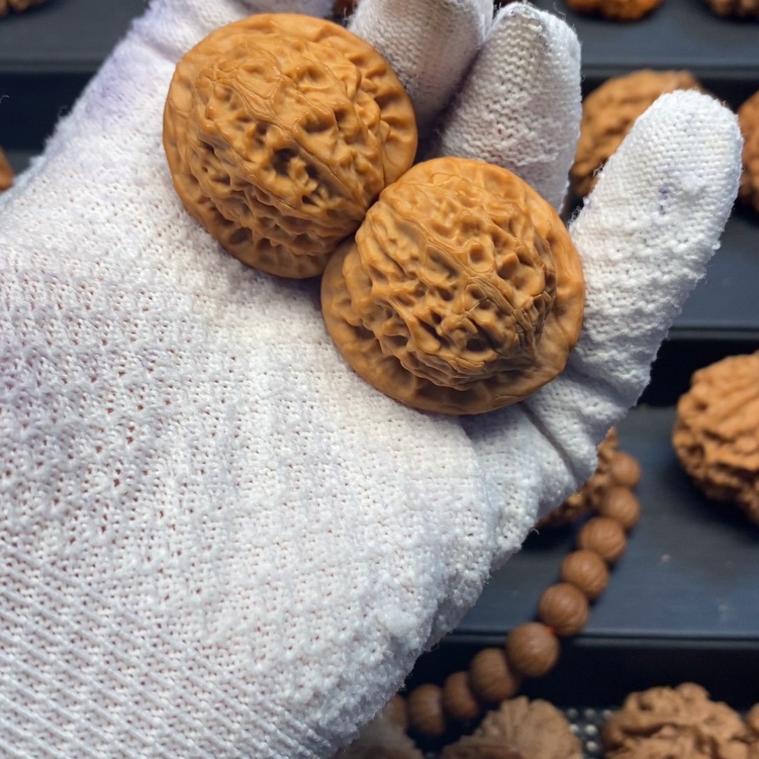 核桃其他35尺秦岭野生金公子