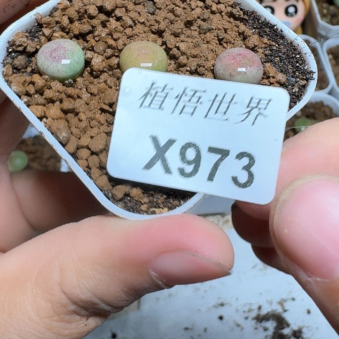 973号多肉植物哇c g