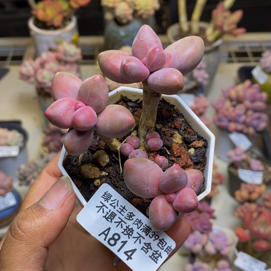 814糖果美人多肉5c m