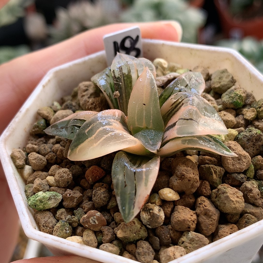 红纹寿锦带盆土发货t