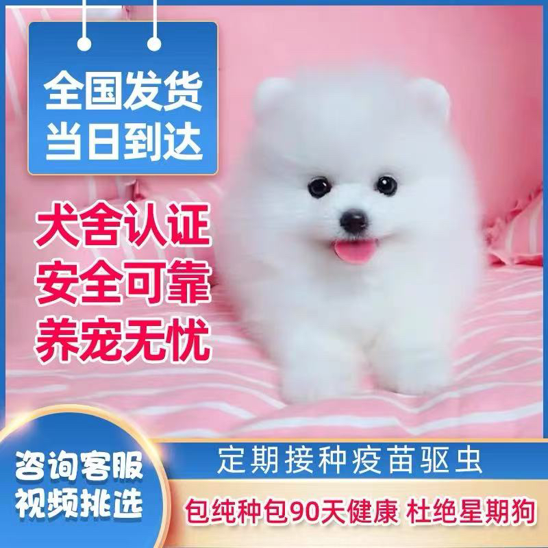 纯种博美犬幼犬精品小体型俊介犬家养可爱小型犬博美宠物狗狗活体