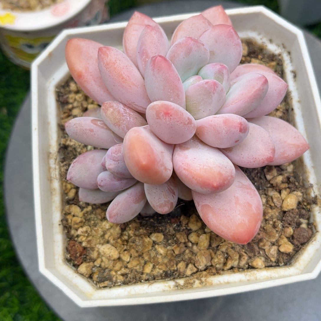 香水多肉福利特价，c