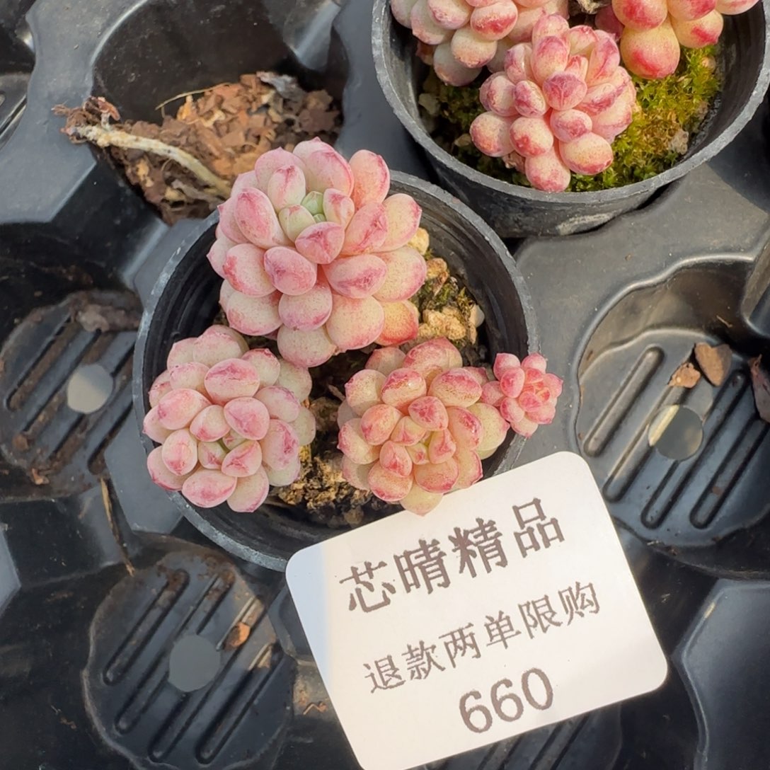 多肉很小看清楚下单拒绝非品质售后660