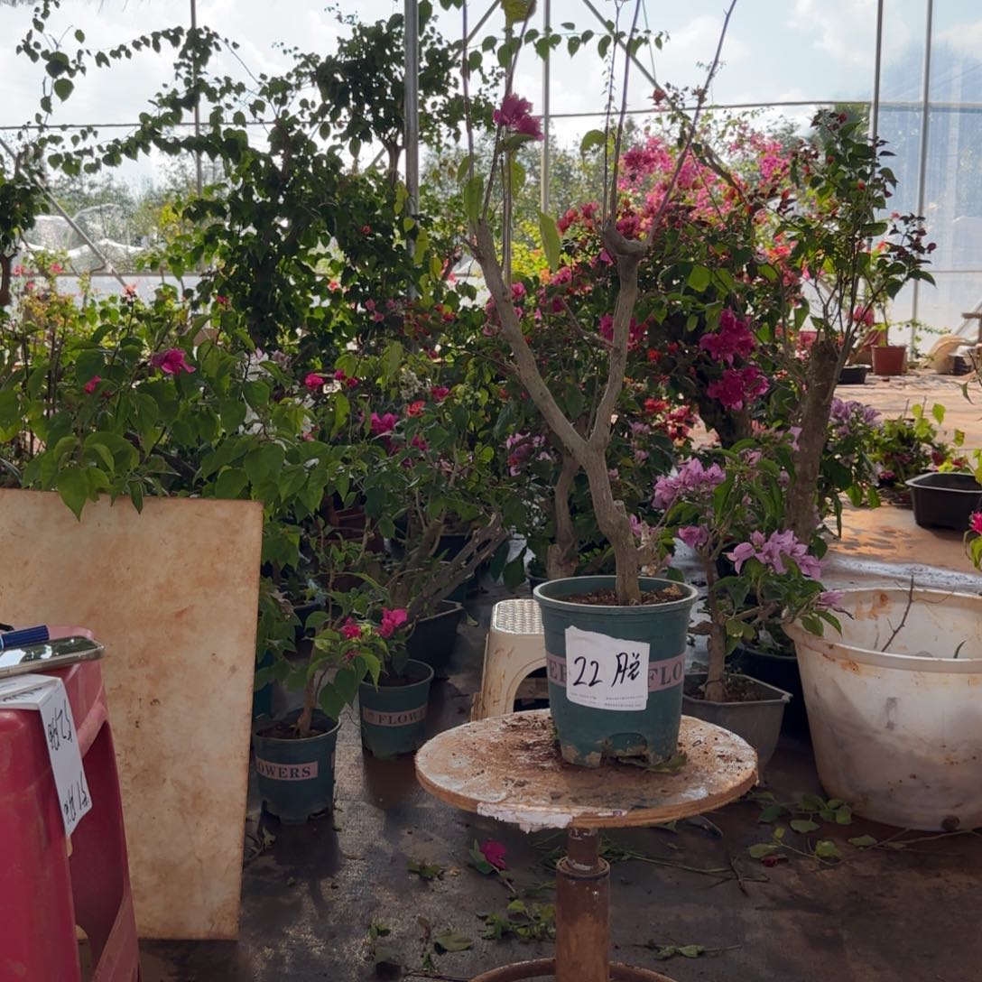 大部分花苞少量开放重瓣粉 22脱