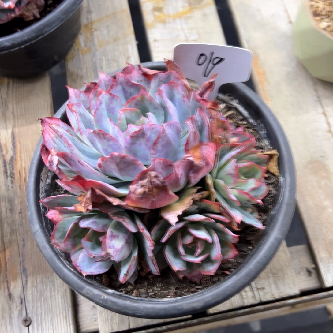 H*，019蓝光28 零零多肉植物