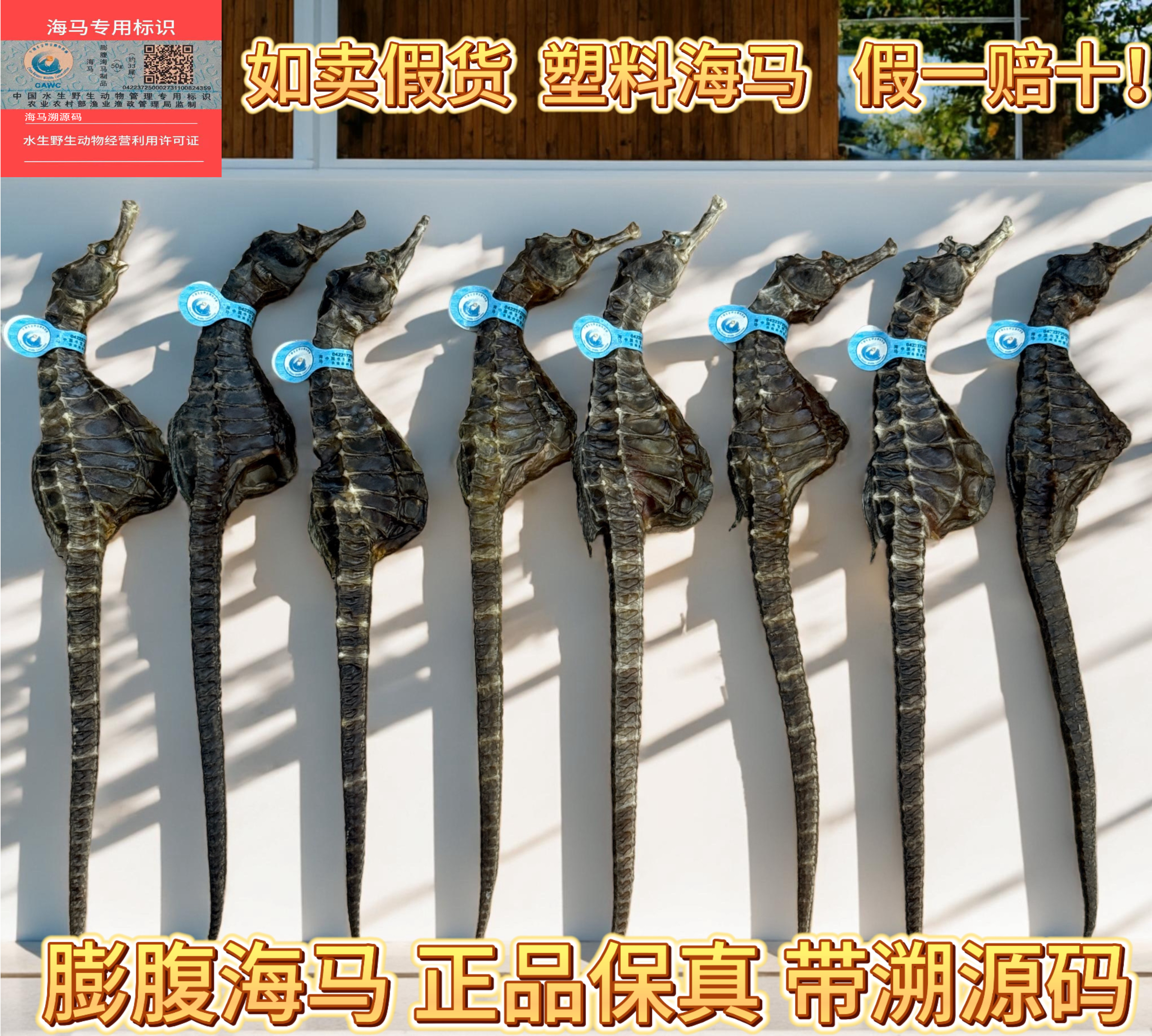 8-9g/条精选优质自然晒干海马干带溯源码煲汤泡酒滋补