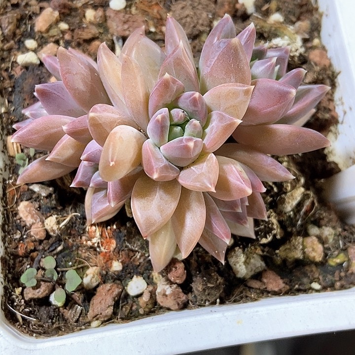 多肉植物慕斯美人1057