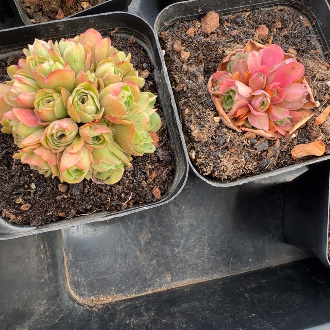 Y****L603甜言-604绒宵