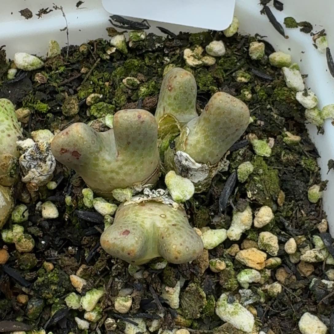 432多肉哈哈哈哈哈哈哈哈哈