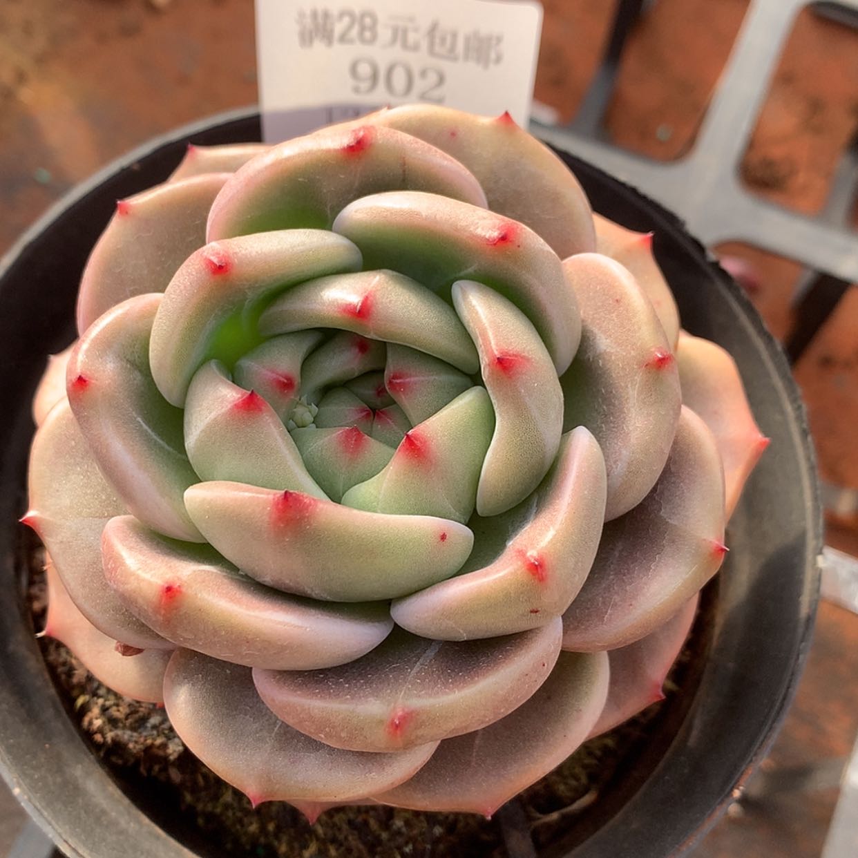 【闪购商品】云902号Q橙