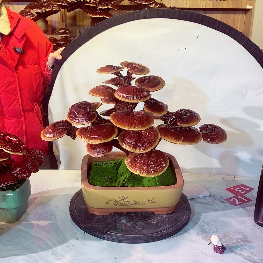 绿***山无花朵发财树发财树发财树