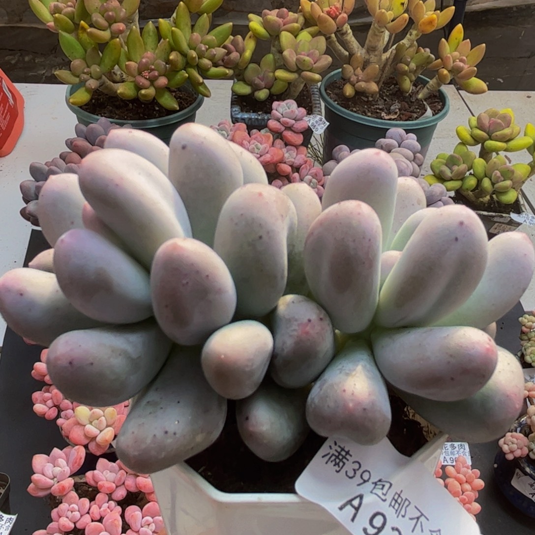 936米可奶8cm多肉植物