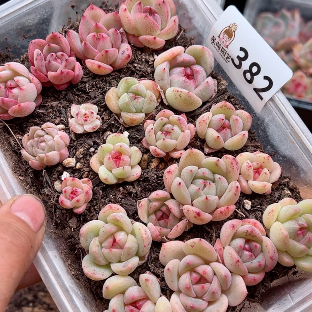 多肉植物多肉植物