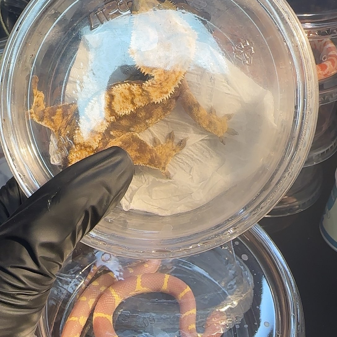 睫角守宫薰衣草000001