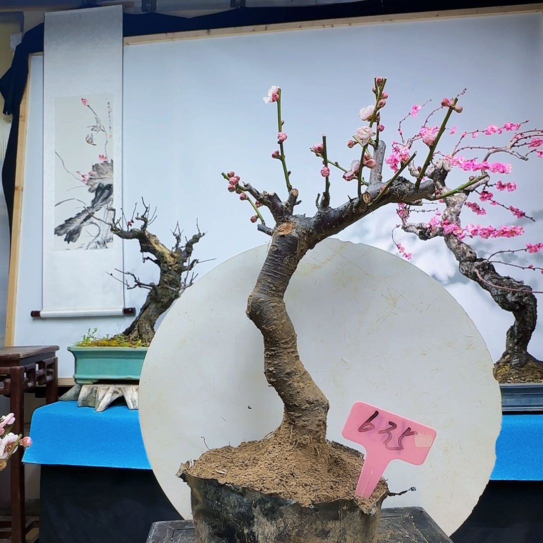 无铅玻璃忍****1x c v b n k k