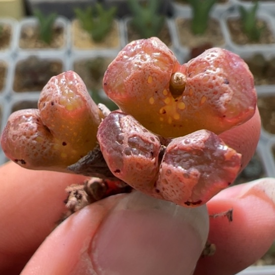 粉体蝴蝶勋章一颗745。