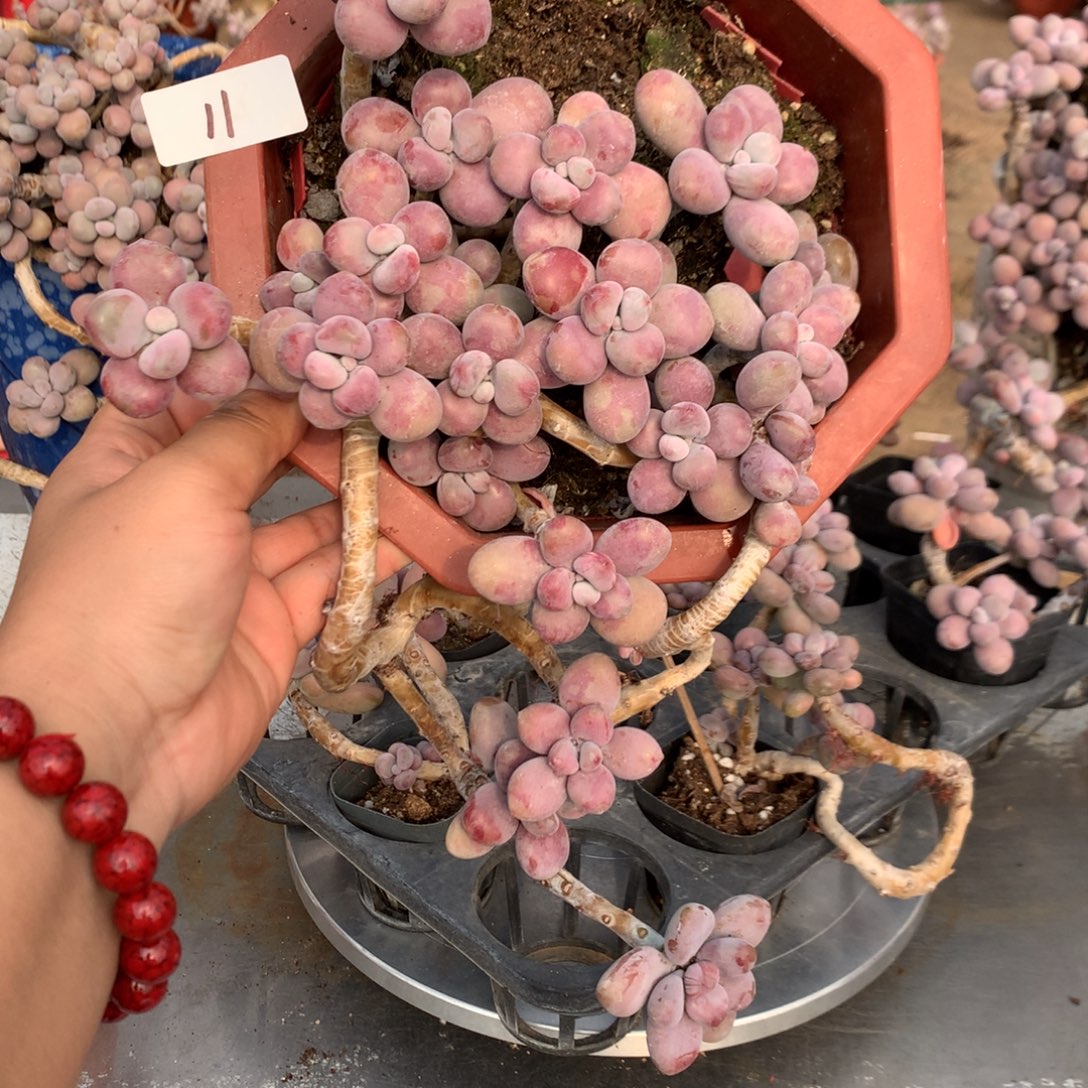 桃蛋老桩11号不带盆