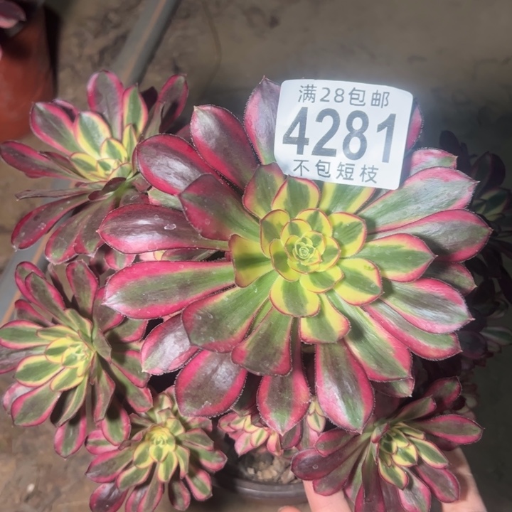 4281多肉植物冰淇淋