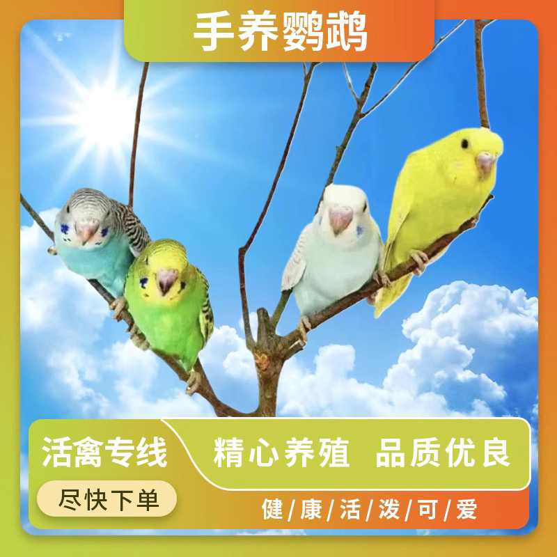 一只虎皮鹦鹉宠物鸟会学说话好养活