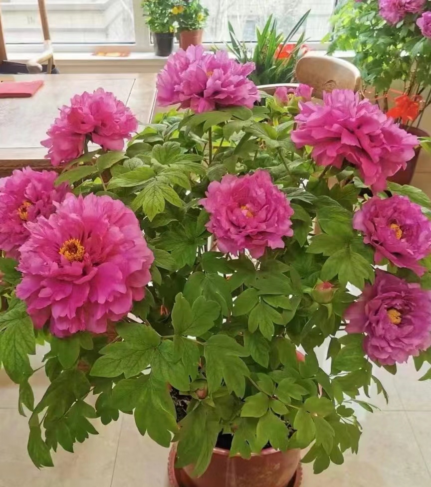 洛阳牡丹花一物一拍洛阳基地直发