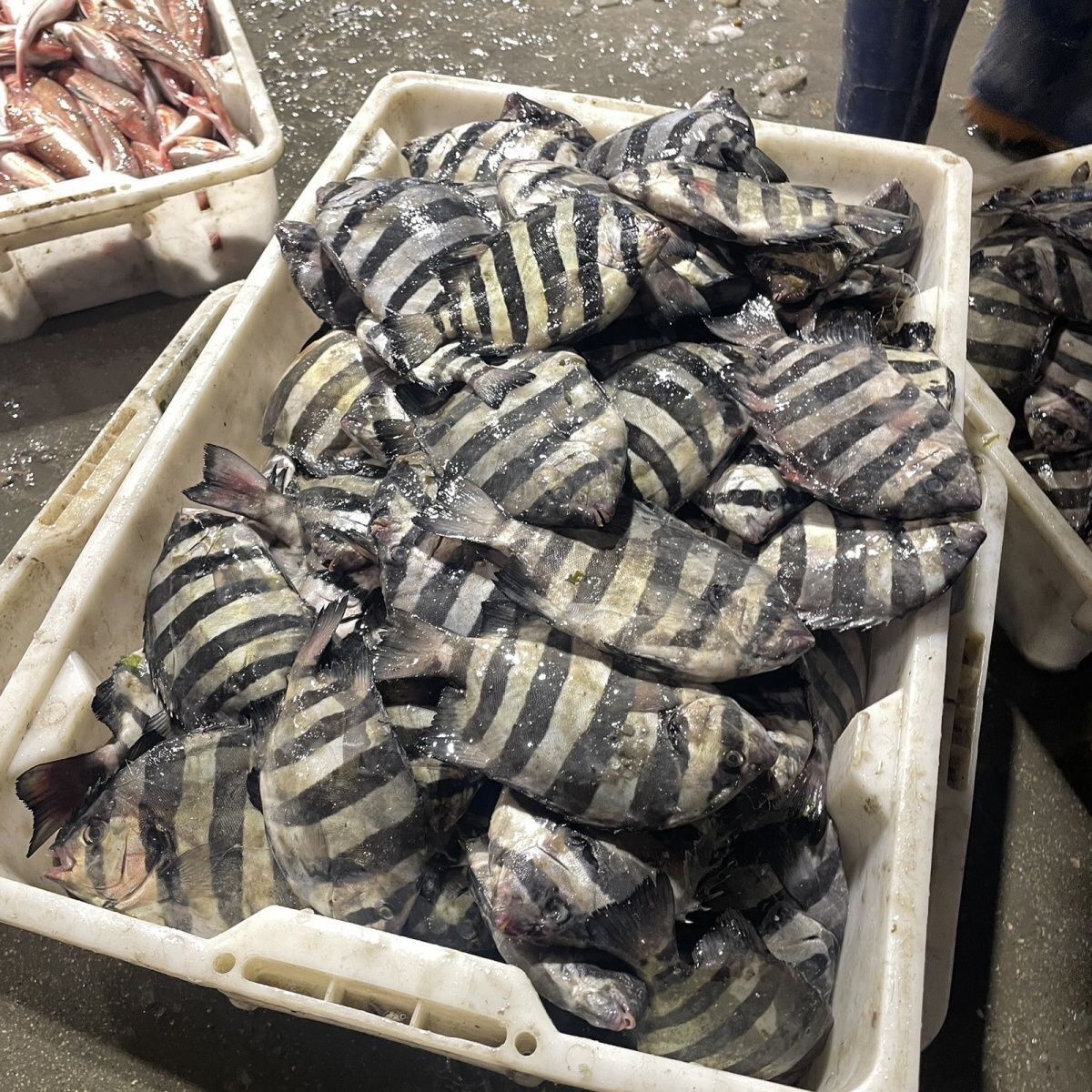 【顺丰上门】连云港本地新鲜野生斑马鲳鱼优质海鱼海鲜石雕鱼批发