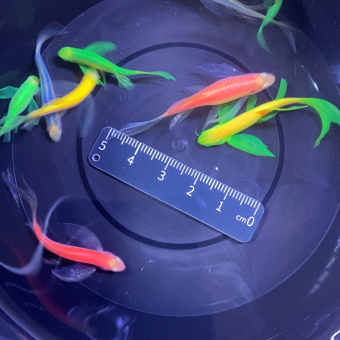 斑马鱼蝶翼斑马3-4厘米8送一