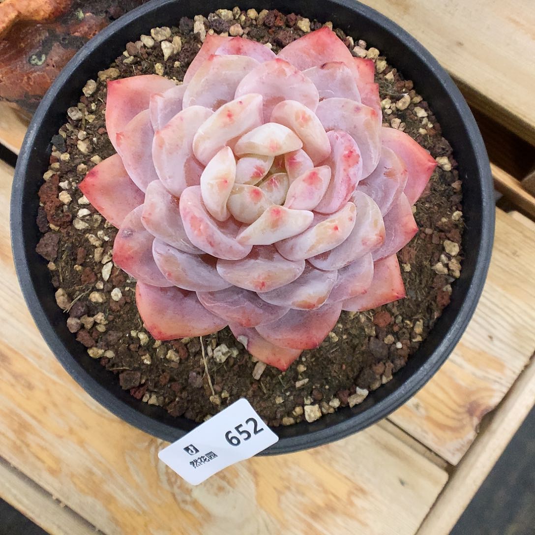 652梦露多肉植物666