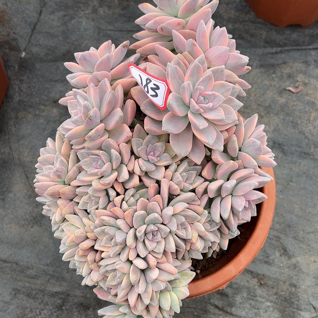 183号淡雪锦朵朵，一物一拍