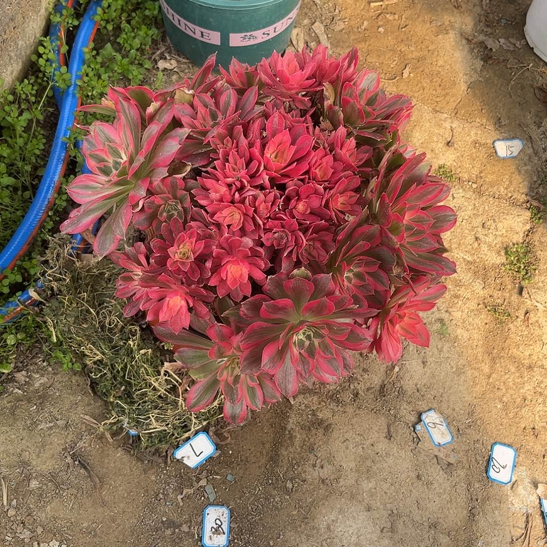 1男神法师多肉植物