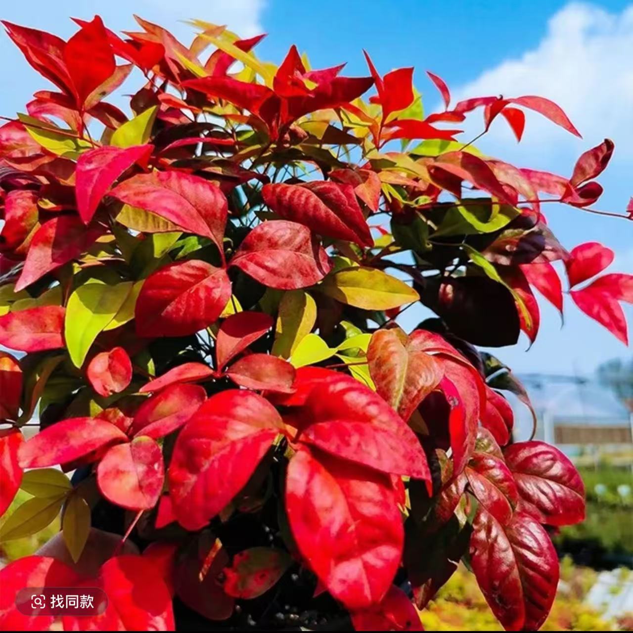 火焰南天竹（5加伦，高60cm—90cm,冠幅60cm—100cm）