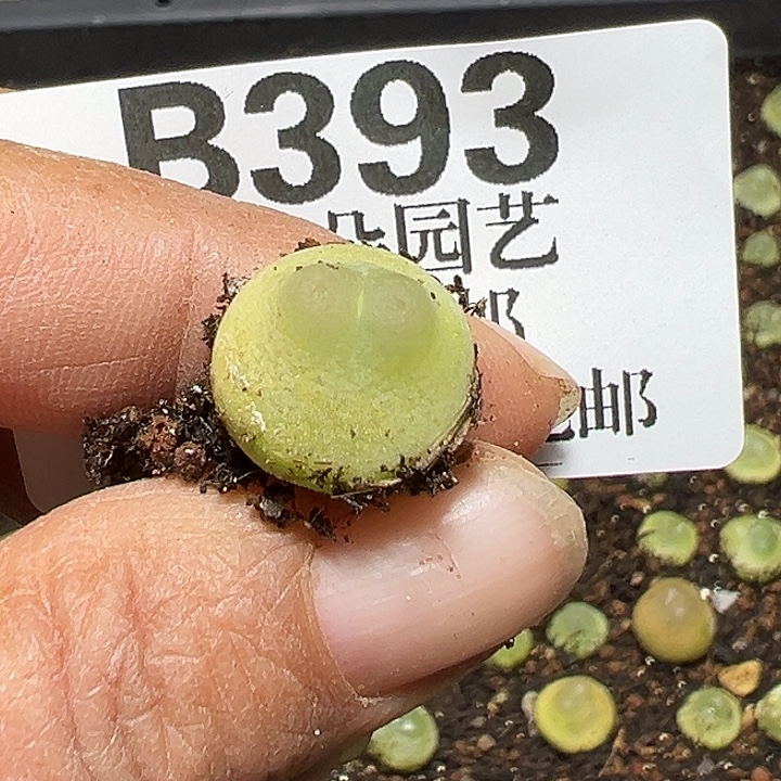 6***i393号拉登多肉植物