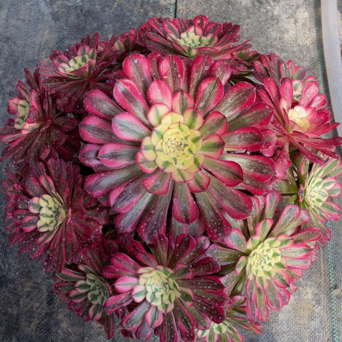 388红铜白精品法师多肉