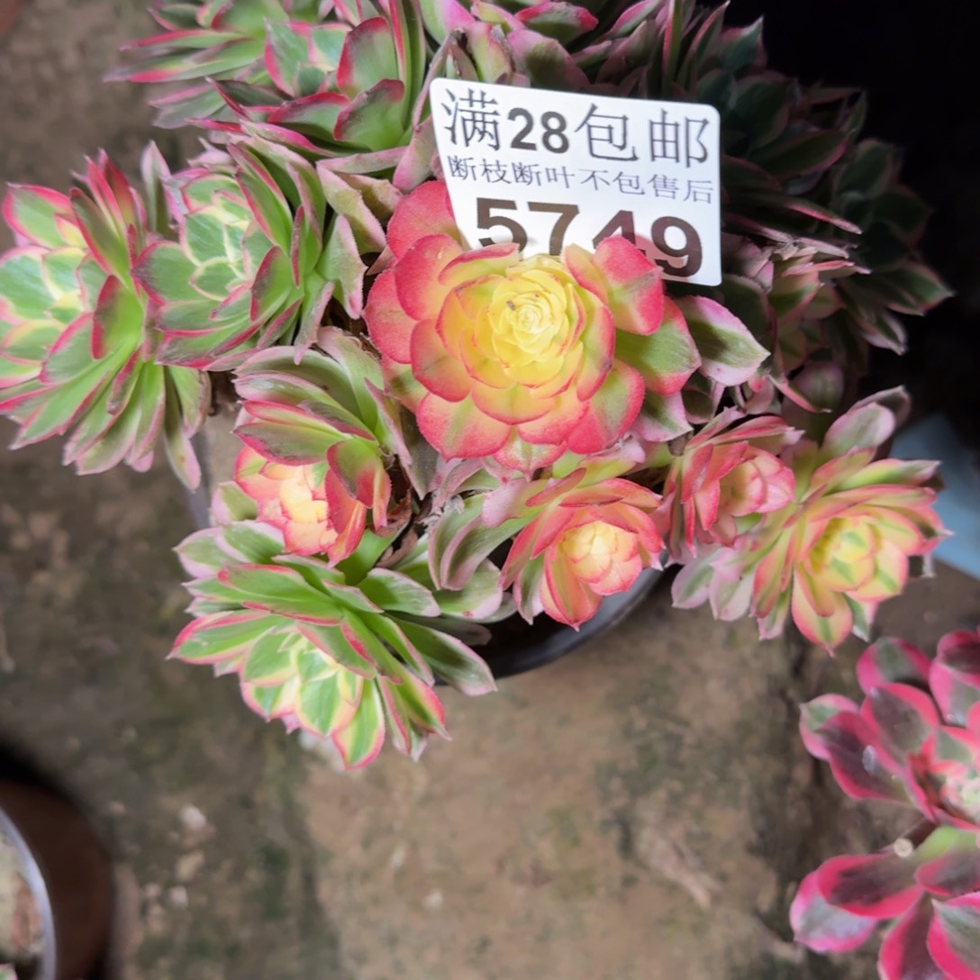 5749海王不包断枝多肉