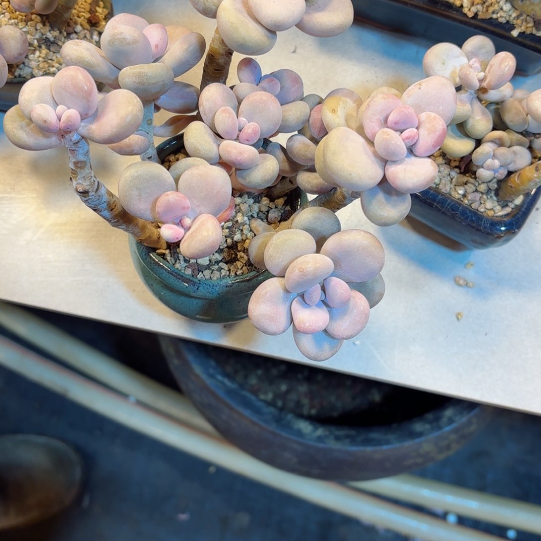 o**星桃蛋28-20。        