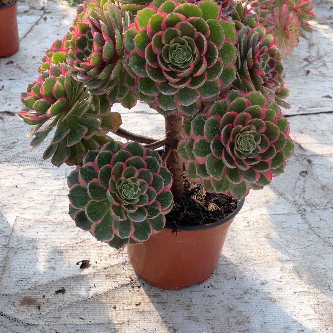 粉花妖老桩手捧233