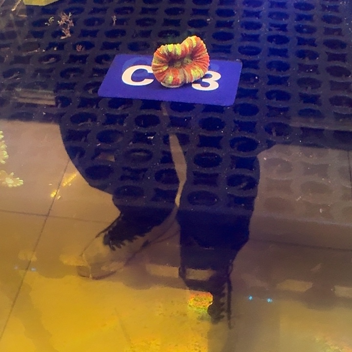 紫点白葵紫点白葵10cm一个➕八字脑一个，Co3