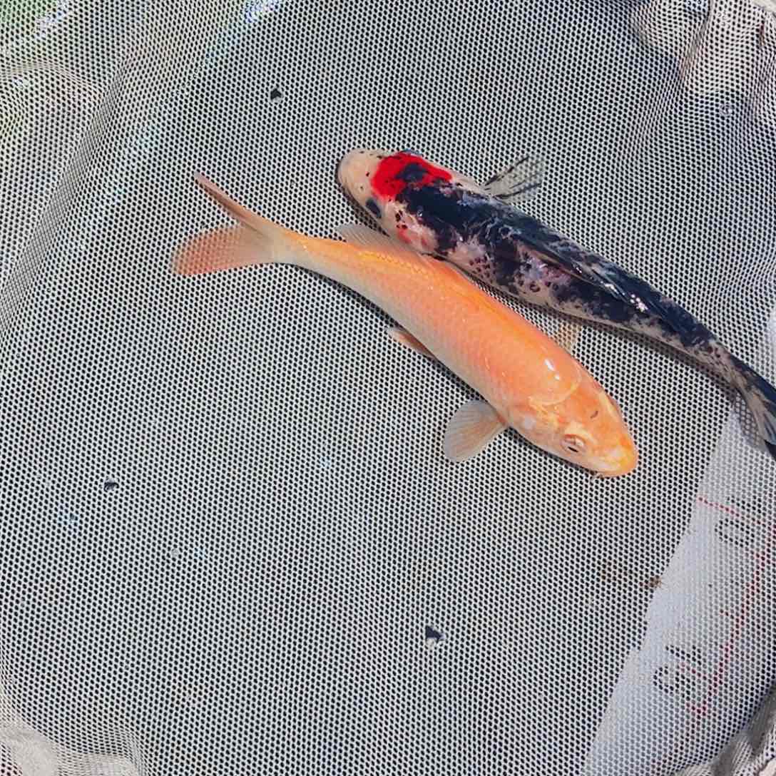 锦鲤锦鲤观赏鱼111