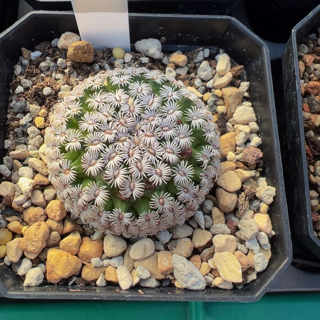 145实生根克氏丸多肉植物带盆土