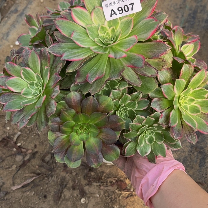 907莲花多肉法师不包断枝