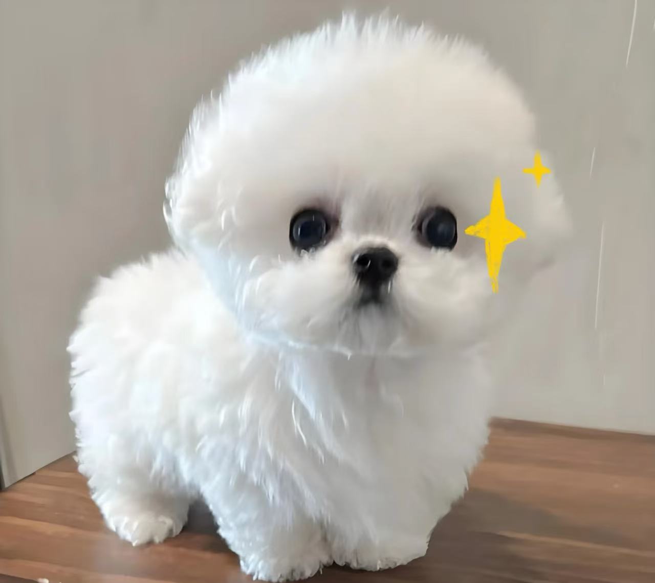 李恒宠物颜值提升术Skill: Beauty care