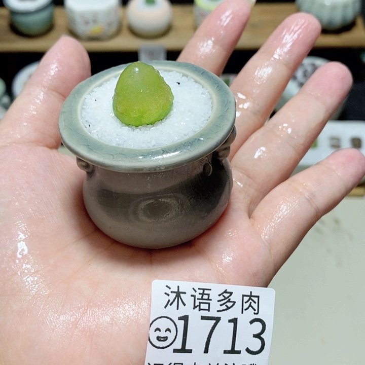 泰***欥精美盆栽 一物一拍1713