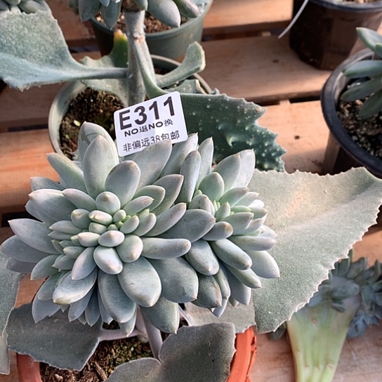 胖体哥特缀化311 退款拉黑需延迟发货