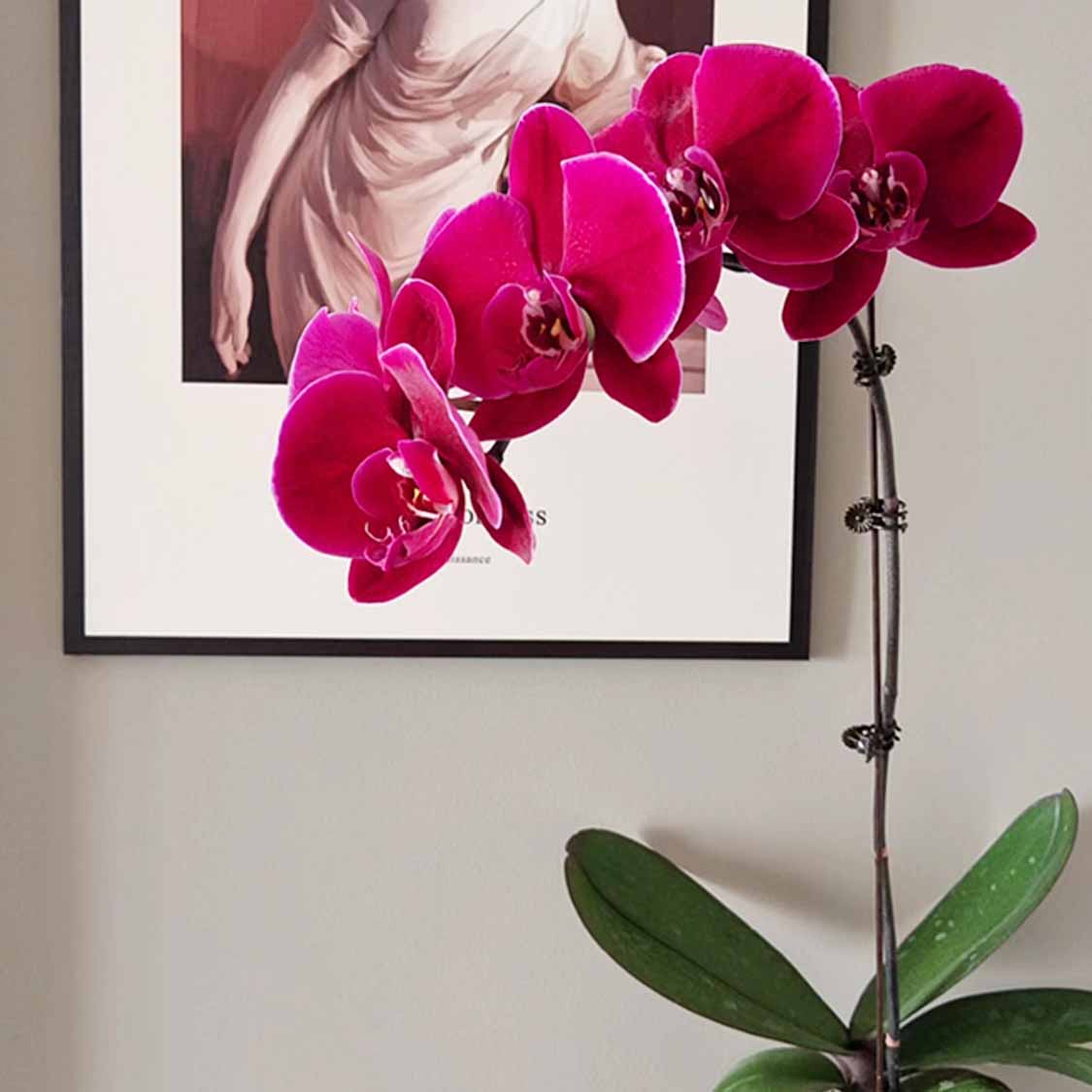 花花喜大王蝴蝶兰牛记黑脸3.5寸杯根好苗壮叶子油绿 剪自然梗无花